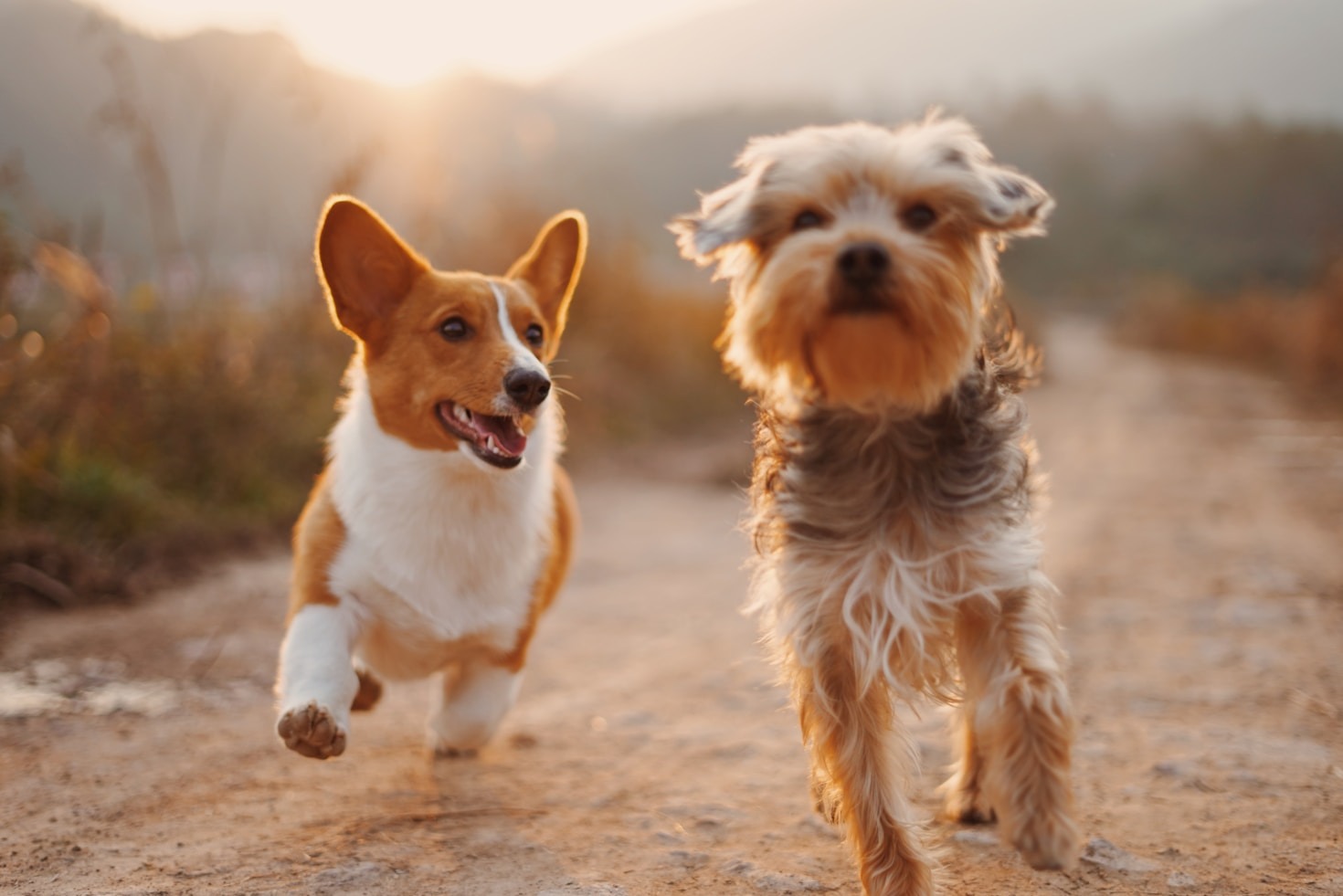 A Importância do Exercício Diário para Pets