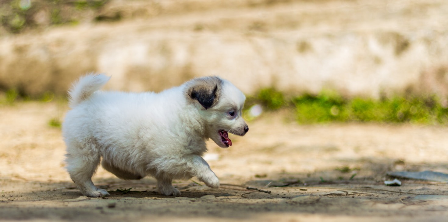 Como Manter a Saúde do Seu Animal de Estimação