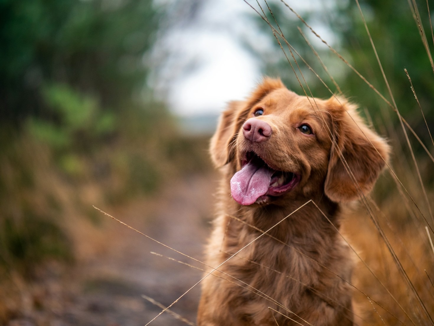 Erros Comuns ao Cuidar de Animais e Como Evitá-los